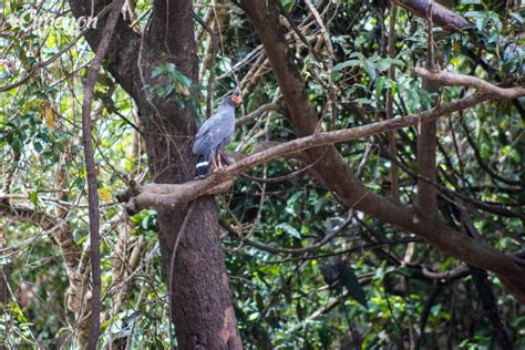 Pacaya Samiria National Reserve - Amazon Experience - Tours in the ...