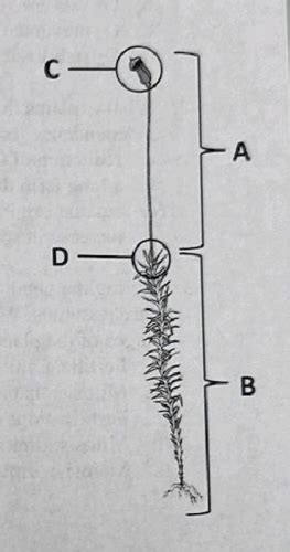 Week Intro To Plants And Bryophytes Flashcards Quizlet