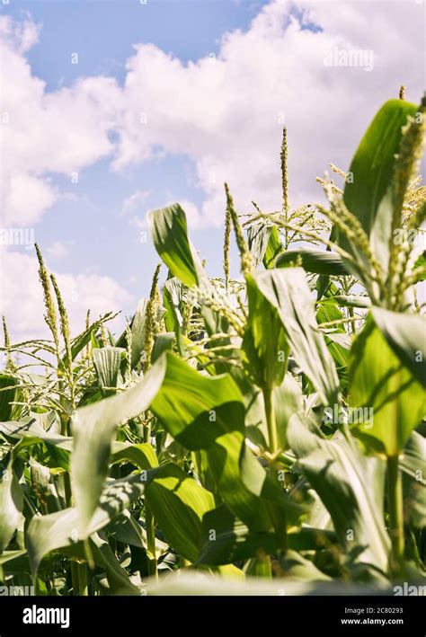 Corn Crops Growing In The Sun Stock Photo Alamy