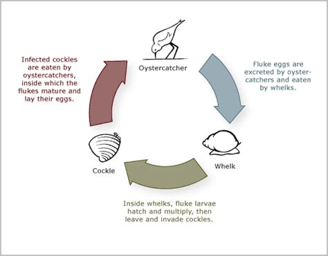 Flatworm life cycle – Marine animals without backbones – Te Ara Encyclopedia of New Zealand