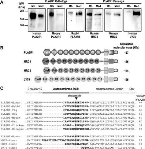 Ectodomain Shedding Of PLA2R1 Is Mediated By The Metalloproteases