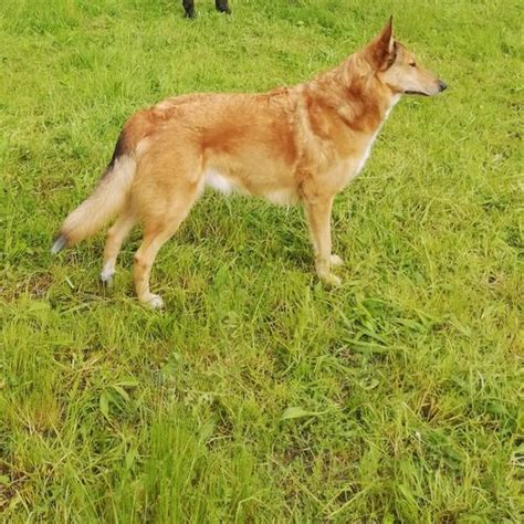 Belgischer Sch Ferhund Collie Mix Charakter Haltung Hunderasse