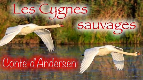 Livre Audio Les Cygnes Sauvages Conte D Andersen Youtube