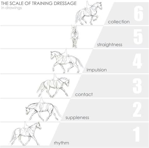 The Scale For Training Dressage Dressage Horses Horse Riding Tips