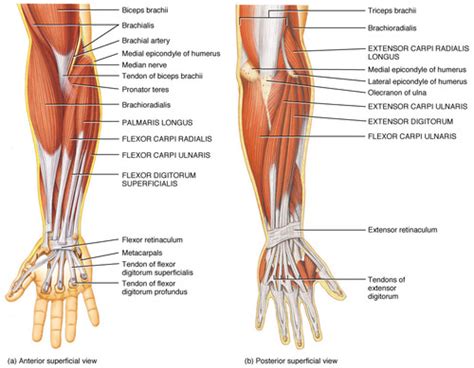 Muscles of wrist Flashcards | Quizlet