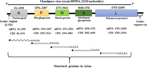 Genome Architecture Of Chpv It Contains Genes For Nucleoprotein N