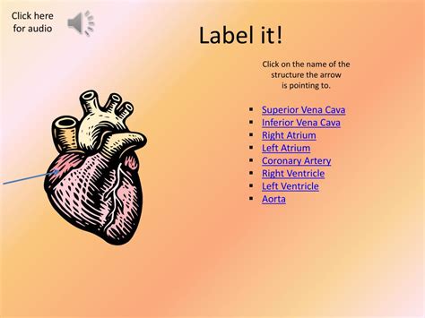 Ppt The Human Heart Powerpoint Presentation Free Download Id 2254677