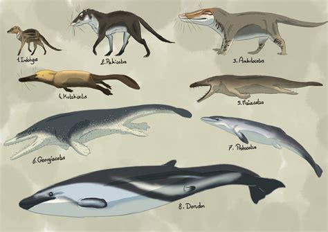 Whale evolution by Rainbowleo on DeviantArt