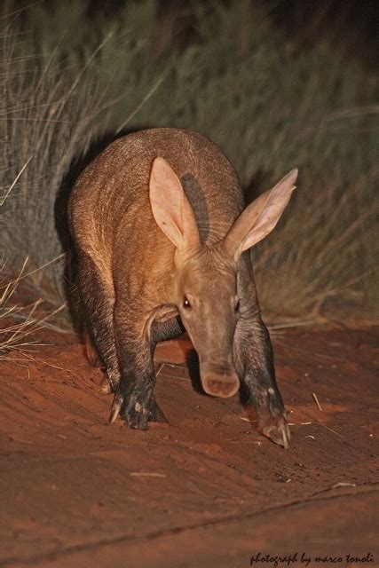 The Aardvark Southern Africa Travel