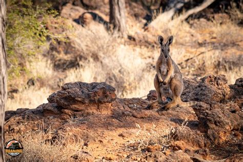 Idalia National Park - Roaming The Outback