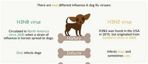 Canine Influenza In Dogs Wildcreaturey