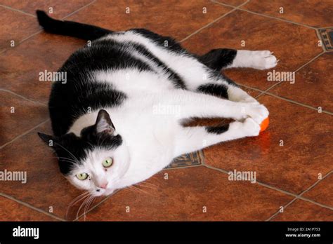 Domestic Black And White Cat Playing And Enjoys With His Favorite Toy