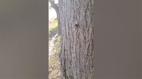 Unseen [TALI TREE ] 🌳 with sunshine look #nature #trees #trending - YouTube