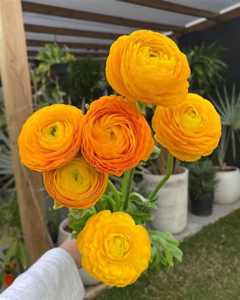 Aurora Boutique De Flores On Instagram Ran Nculo Umas Das