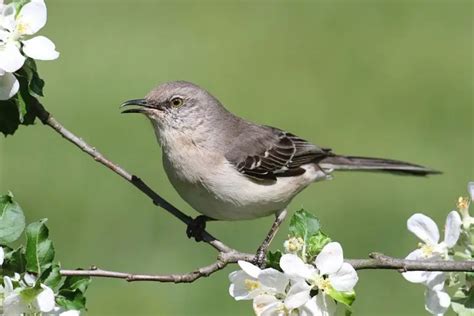 47 Common Backyard Birds North America