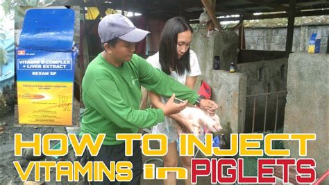 HOW TO INJECT VITAMINS IN PIGLETS SMALL BACKYARD PIGGERY YouTube