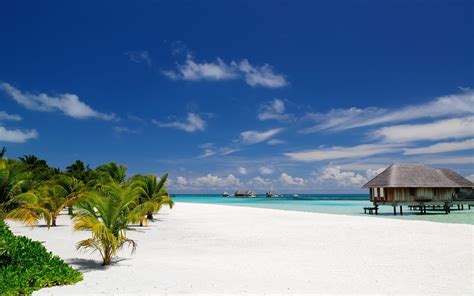 Maldives Beach Palm Trees Tropical Sea Sand Water Summer Exotic Nature