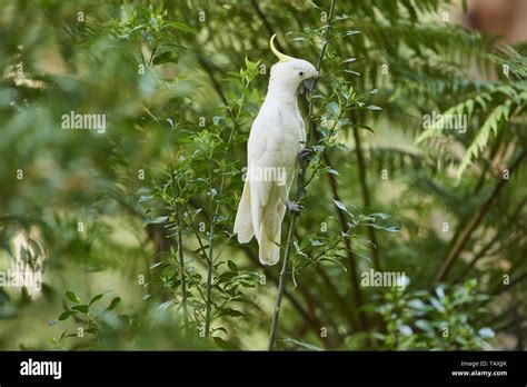 Sulfur Crested Cockatoos Hi Res Stock Photography And Images Alamy