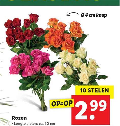 Rozen Aanbieding Bij Lidl Folders Nl