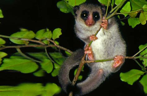 Fat Tailed Dwarf Lemur Profile Habitat Diet Traits Facts Primates