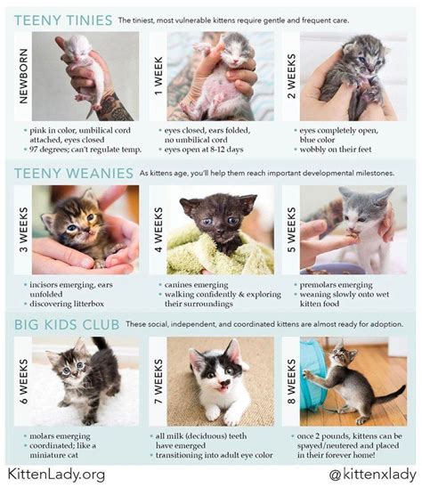 Kitten Lady Kittenxlady Twitter Kitten Care Newborn Kitten Care