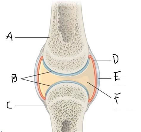 Synovial Joints Flashcards Quizlet