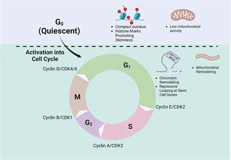 Frontiers Linking Cell Cycle To Hematopoietic Stem Cell Fate Decisions