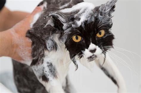 Cómo bañar a un gato persa 9 pasos