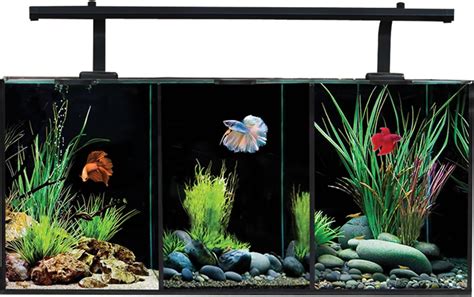 Aqua One Betta Trio Glass Aquarium 32L 55 X 25 X 25cm Amazon Co Uk