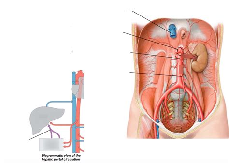 Anatomy Lab 8 9 Blood Vessels Of The Digestive System Diagram Quizlet