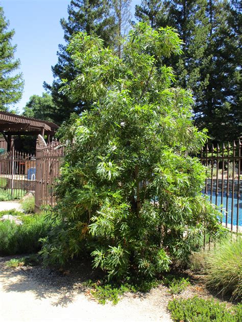 lyonothamnus floribundus ssp aspleniifolius linda vista native plants