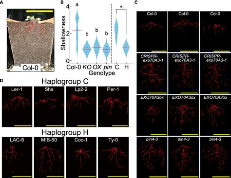 Figure 1 from Root System Depth in Arabidopsis Is Shaped by EXOCYST70A3 ... 