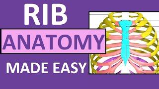 Rib Anatomy True Ribs False Ribs Floating Ribs Typi Doovi