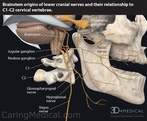 C2 Nerve Root Anatomy