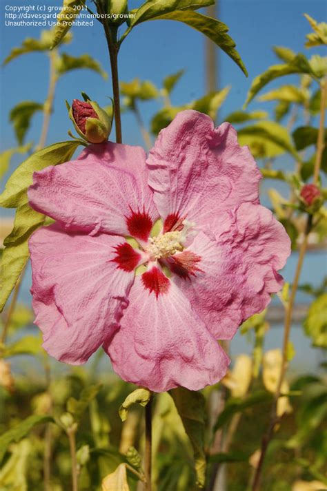 Plantfiles Pictures Hibiscus Rose Of Sharon Shrub Althea Aphrodite