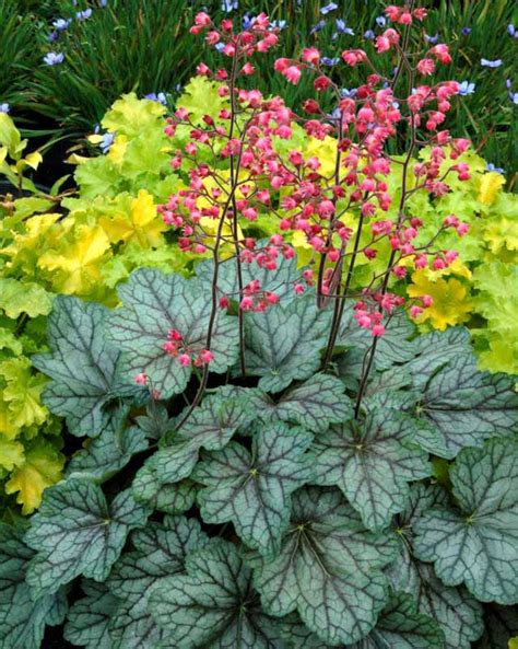 Heuchera Peppermint Spice Coral Bells