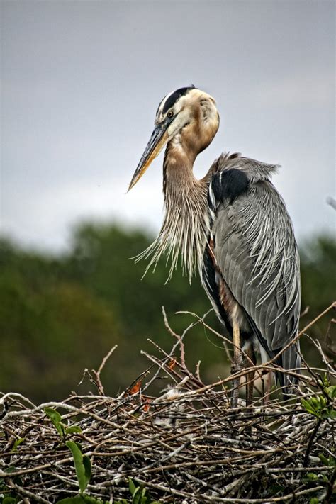 From Afar: Wildlife Photo Contest Winners - VIEWBUG.com