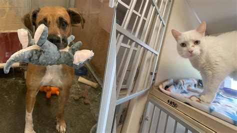 Ohio Shelter Says Adoptions Have Come To A Screeching Halt