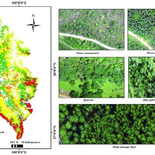 The location of UAV survey plots and the orthophoto of four tree species. | Download Scientific ...