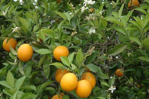 Do All Oranges Grow On Trees Gardeneco