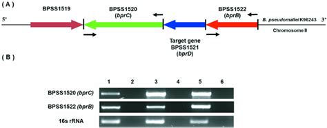 Schematic Diagram Of The B Pseudomallei K96243 Bprd Gene And Agarose