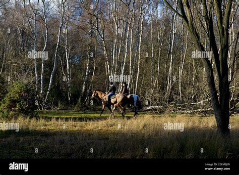 Skipwith Common Nature Reserve North Yorkshire England Uk Stock Photo