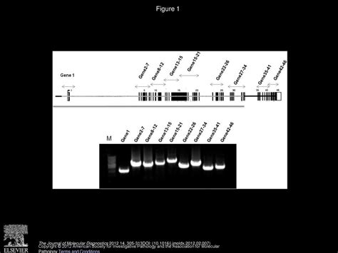 A Novel Long Range Pcr Sequencing Method For Genetic Analysis Of The