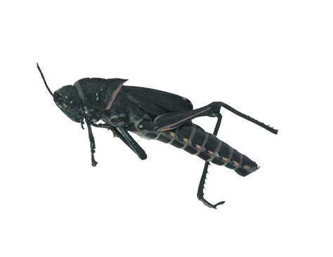 Plain Grasshoppers Unit Of 10