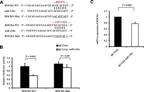 Microrna 148a Induces Apoptosis And Prevents Angiogenesis With