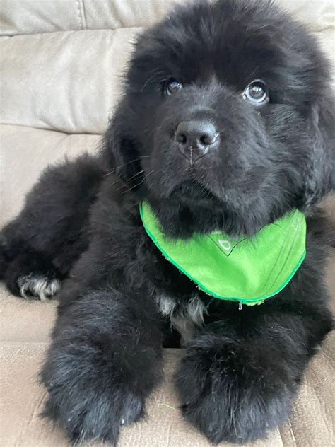 Newfoundland Puppies
