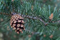 Vivero Productor De Plantas De Pinus Sylvestris Pino Silvestre