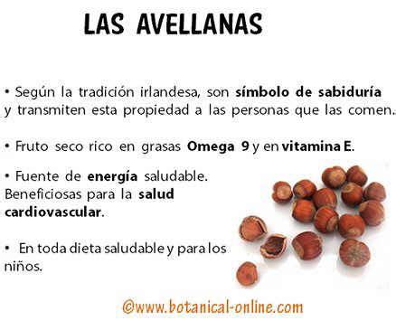 Beneficios Y Propiedades De Las Avellanas Para La Salud