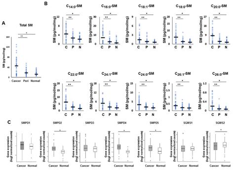 The metabolism in the sphingomyelin pathway for ceramide synthesis in ...