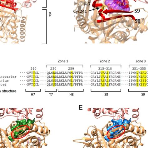 A Ribbon 3D diagram of α and β subunits of L infantum tubulin dimer